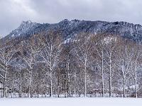 Verschneite Pappelreihe vor Zellerhorn Kulisse